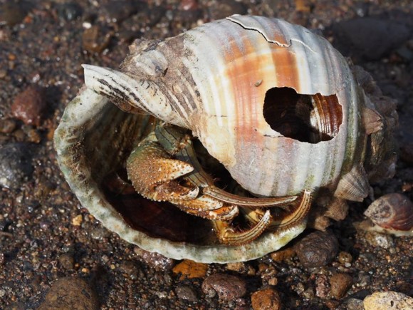 Shell on the Beach in Carigara