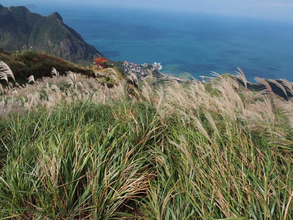 Silver Grass