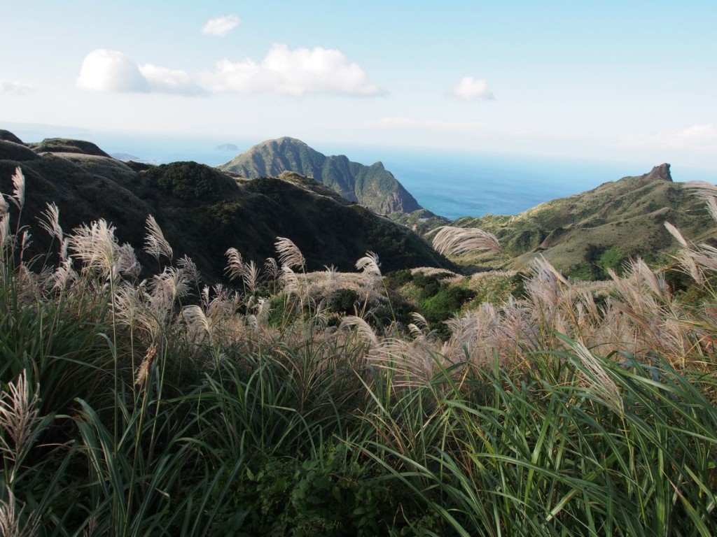 Silver Grass Keelung Mountain