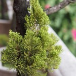 Tree Growing on a Temple Roof