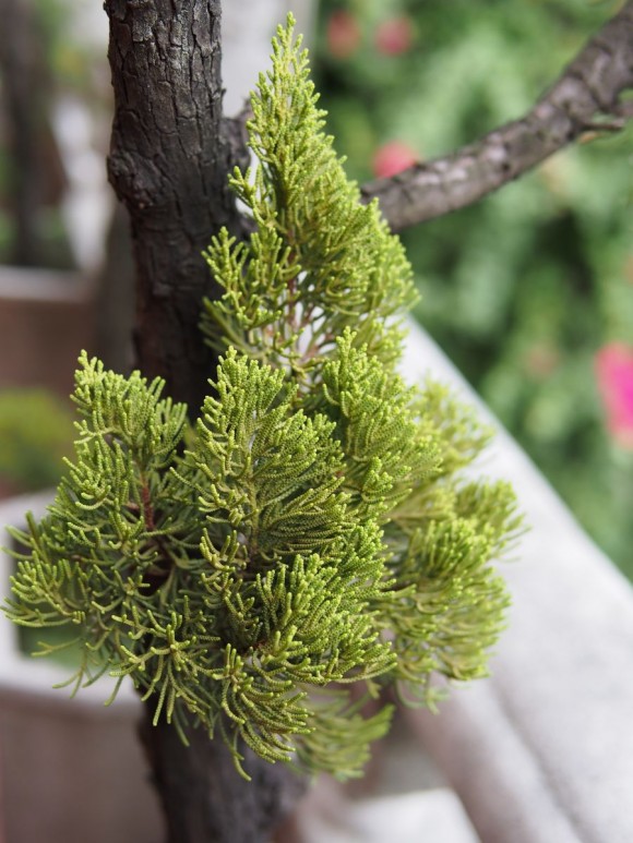 Photo Post: Tree at a Temple Tree Growing on a Temple Roof