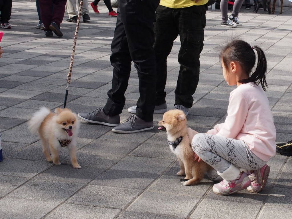 Taipei Dog Walk